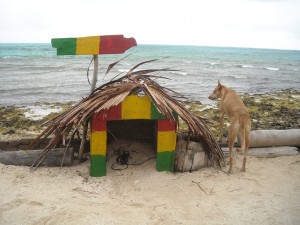 Este perro es el único habitante de Haynes Cay