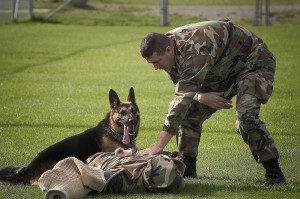 Perro policía