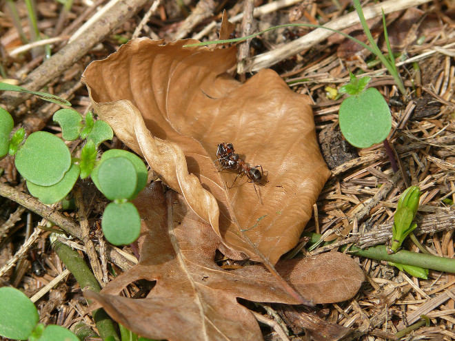 Hormigas en el amazonas.