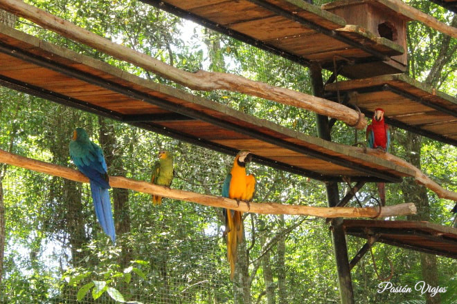 Guacamayas de colores en el Parque de las Aves.