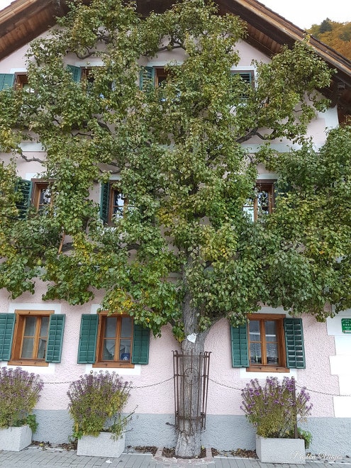 Casa en Hallstatt con un árbol en la fachada.