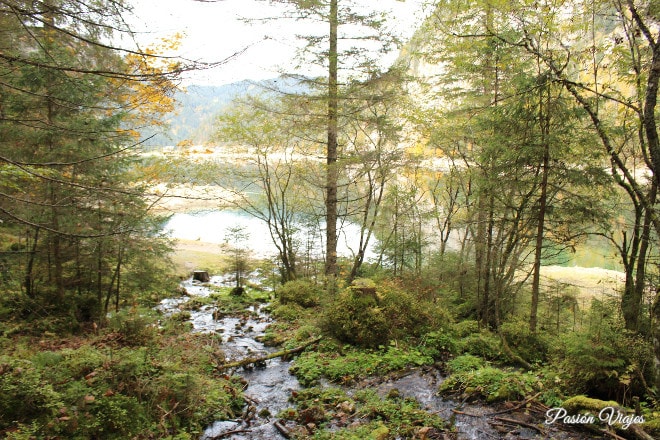 Naturaleza alrededor del lago.