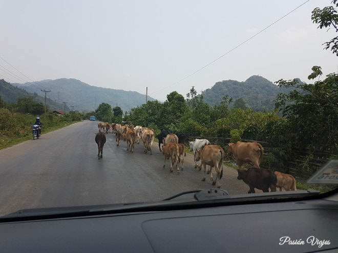 Carretera cerca de Vang Vieng.