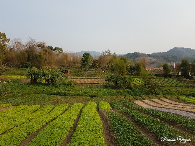 Paisaje de cultivos a las afueras de Luang Prabang.