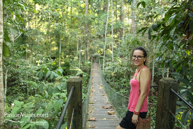 El Rainforest Discovery Centre es ideal para hacer caminatas rodeado de naturaleza. 