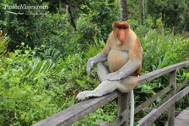 Mono narigudo visto en el Santuario en la zona de Sabah Borneo.