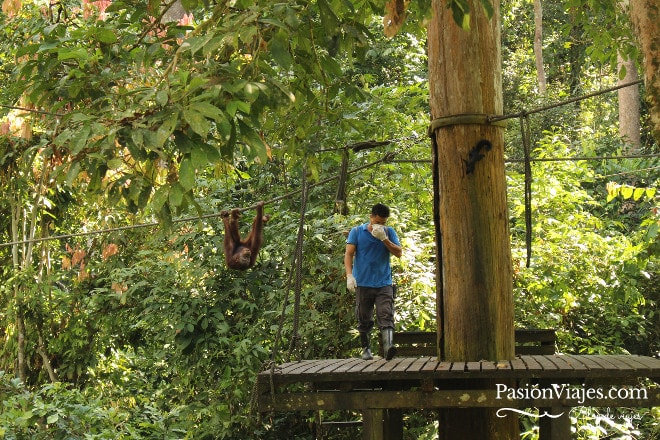 Hora de la comida para los orangutanes en Sepilok.