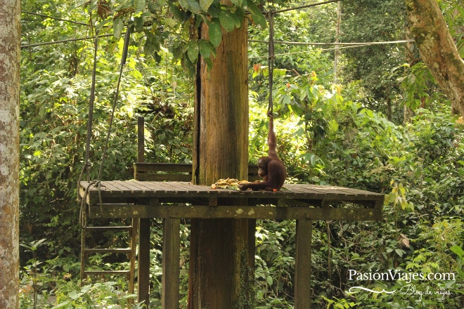 Este fue el único orangután que llegó y la mayoría del tiempo estuvo de espaldas.