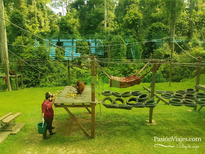 Orangutanes en Sepilok, vistos desde un ventanal en el segundo piso. 