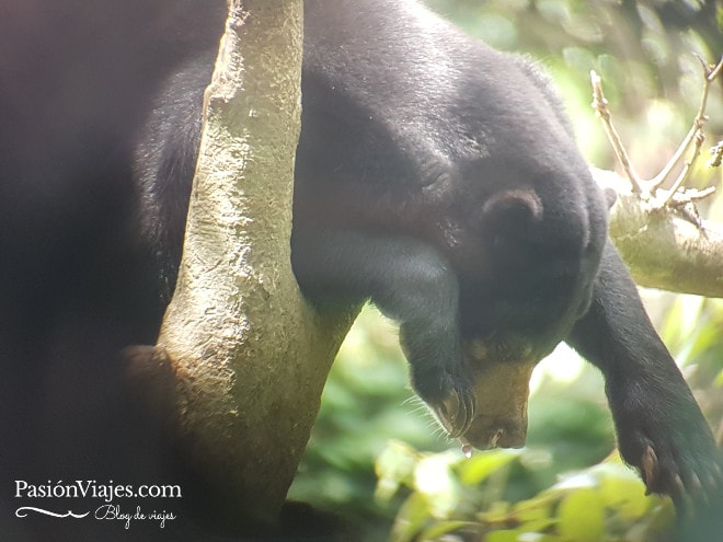 Foto del oso malayo tomada desde los binoculares.