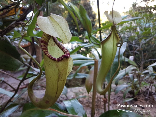 Plantas carnívoras en el centro de descubrimiento de la selva tropical.