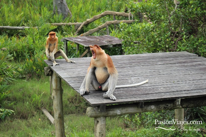 Monos narigudos en la plataforma B del Santuario Labuk Bay.