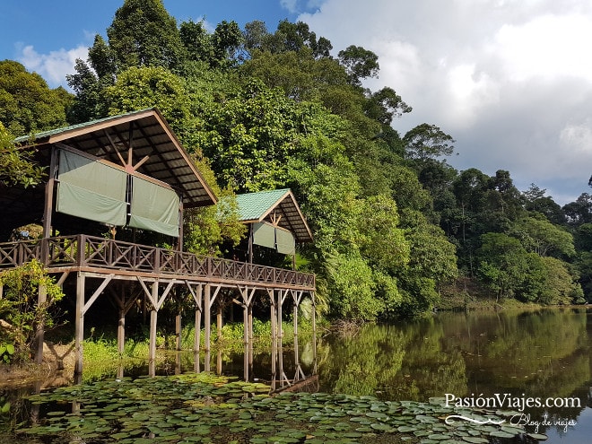 Lago en la entrada del Rainforest Discovery Centre (RDC).