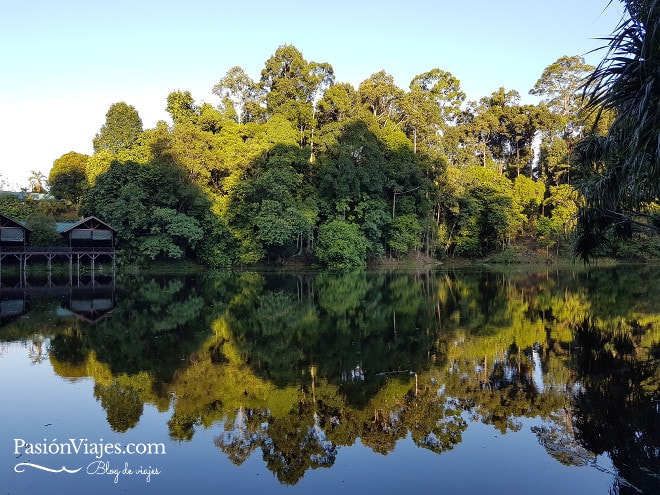 Atardecer en el Rainforest Discovery Centre.